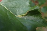 Phyllonorycter ulmifoliella
