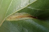 Phyllonorycter ulmifoliella