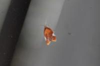 Acleris holmiana
