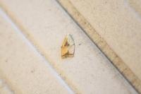 Acleris forsskaleana