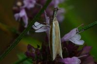 Pleurota aristella