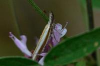 Pleurota aristella