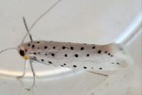 Yponomeuta