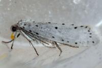 Yponomeuta