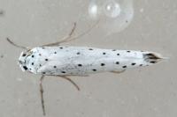 Yponomeuta