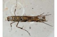 Acrocercops brongniardella