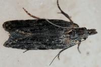 Anarsia
