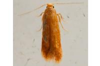 Tischeria