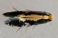 Monopis obviella