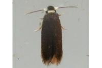 Stigmella