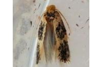 Ectoedemia