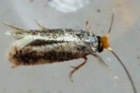 Ectoedemia