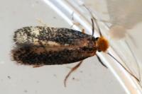 Ectoedemia