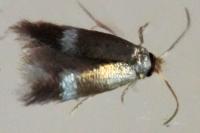 Stigmella
