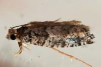 Epinotia