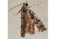 Epinotia