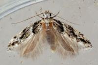 Recurvaria nanella