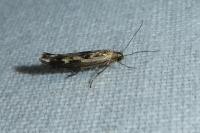 Scythris limbella