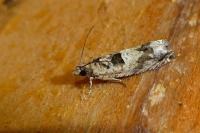 Crocidosema plebejana