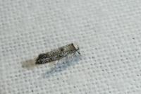 Paraswammerdamia albicapitella