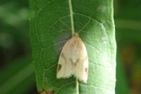 Paramesia gnomana