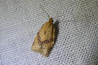 Clepsis consimilana
