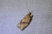 Clepsis consimilana