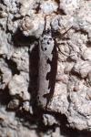 Ethmia bipunctella