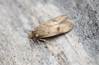 Borkhausenia fuscescens
