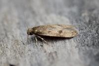Borkhausenia fuscescens