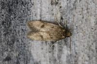 Borkhausenia fuscescens