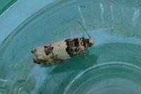 Epinotia thapsiana