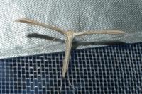 Emmelina monodactyla