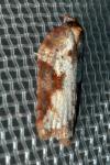 Acleris schalleriana