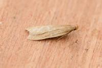 Helcystogramma rufescens