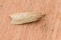 Helcystogramma rufescens
