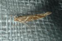 Pyroderces argyrogrammos