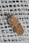 Agonopterix purpurea