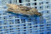 Scrobipalpa