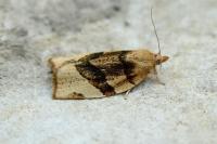 Pandemis cerasana