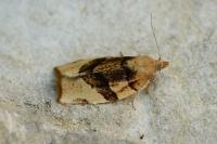 Pandemis cerasana