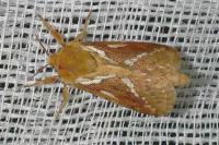 Korscheltellus lupulinus