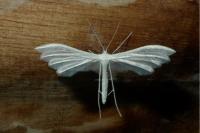 Pterophorus pentadactylus