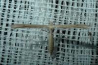 Stenoptilia