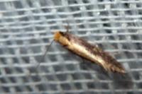 Monopis crocicapitella