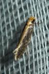 Monopis crocicapitella