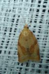 Clepsis consimilana
