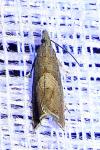 Dichrorampha acuminatana