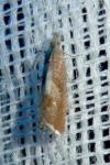 Dichrorampha acuminatana