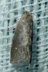 Grapholita molesta